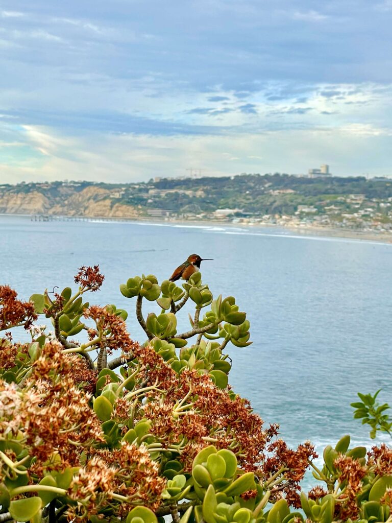 One of my favorite things to do in San Diego is the La Jolla coast walk trail. Gorgeous views and a bush with a hummingbird in it